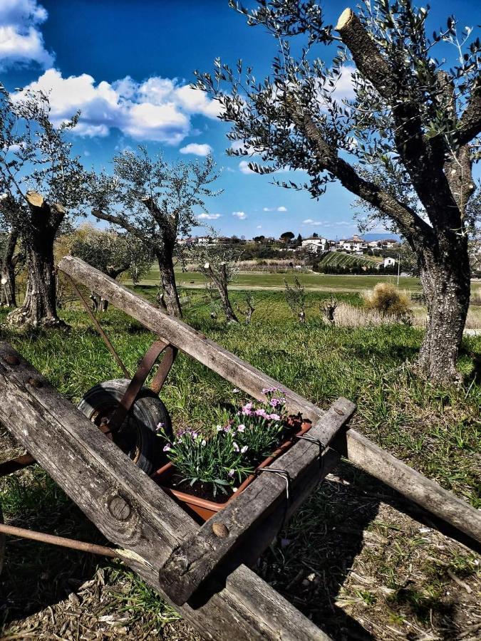 The Olive Grove In Tuscany Ferienhaus Toiano